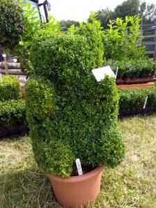 Wests Wood Fair 2018 Horticulture Services and Wholesale Nursery - Specialising in Supplying box Hedging Buxus sempervirens Hampshire Surrey West Sussex