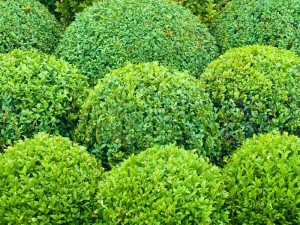 Box Hedging - Buxus sempervirens Buxus sempervirens ‘Elegans’