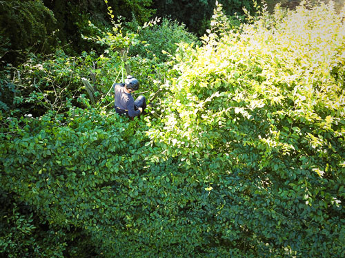 Hedge Maintenance Haslemere Trimming Godalming Chiddingfold Northchapel Haslemere Hindhead Hindhead Bordon Selborne Petersfield Liphook Liss & Liss Forest