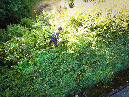 Hedge Maintenance Haslemere Trimming Godalming Chiddingfold Northchapel Haslemere Hindhead Hindhead Bordon Selborne Petersfield Liphook Liss & Liss Forest