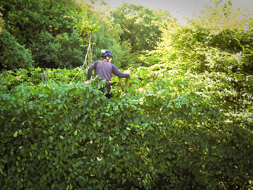 Hedge Maintenance Trimming Godalming Chiddingfold Northchapel Haslemere Hindhead Hindhead Bordon Selborne Petersfield Liphook Liss & Liss Forest